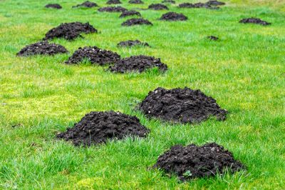 Prevents soil damage.
