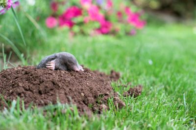 Restores landscape health.