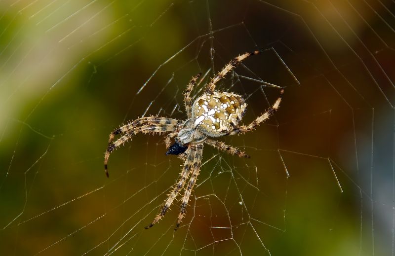 Cross Spider Extermination in Frisco, TX
