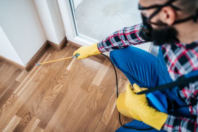 Common Spiders Extermination in Katy, TX