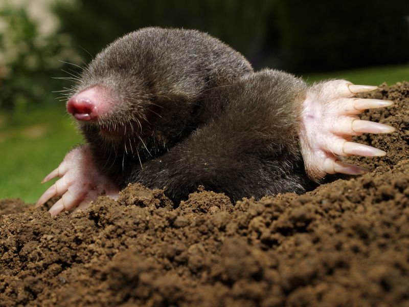 Don’t Let Mole Tunnels Ruin Lawns