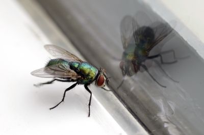 Fly Infestation Extermination in Katy, TX