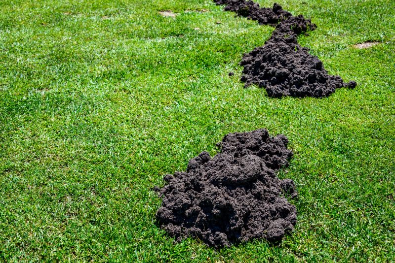 Mole Tunnels in Lawns