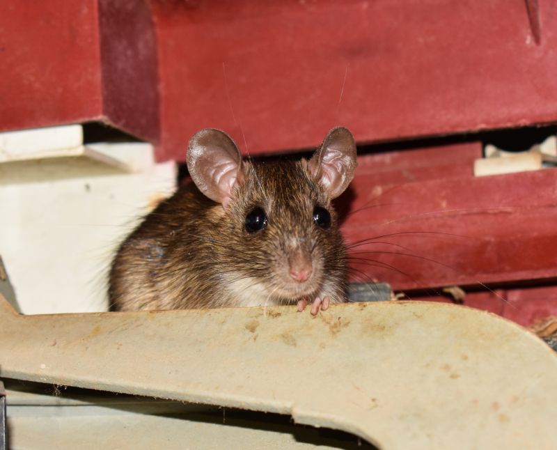 Signs Your Commercial Property Has A Small Animal Issue