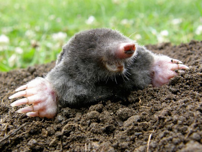 Specialized Mole Trapping Services