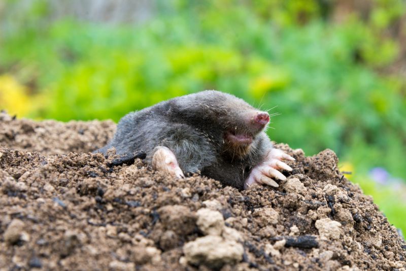 Effective Mole Control Methods