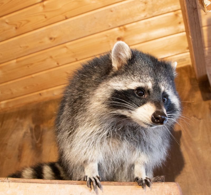 Raccoon Entering Attic
