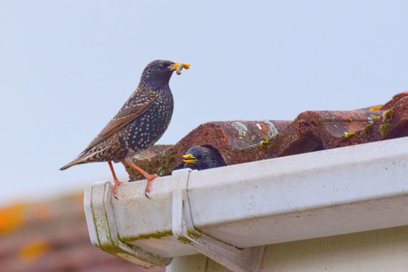 Bird Nests on Building